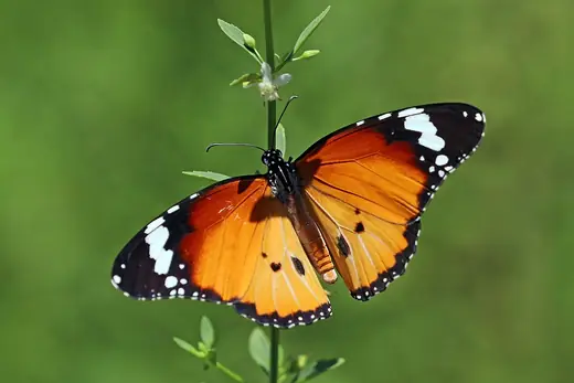African monarch, photo 1