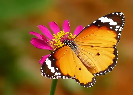 African monarch, photo 2