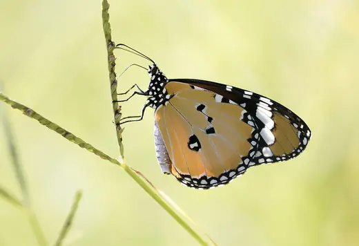 African monarch, photo 3