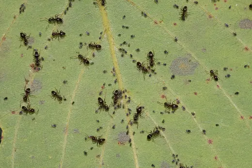Black garden ant, photo 3