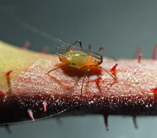 Rose aphid, photo 1 of 3