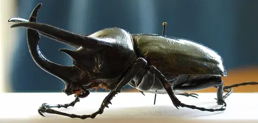 Atlas beetle, photo 1 of 3
