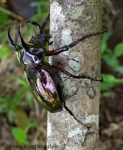 Atlas beetle, photo 2 of 3