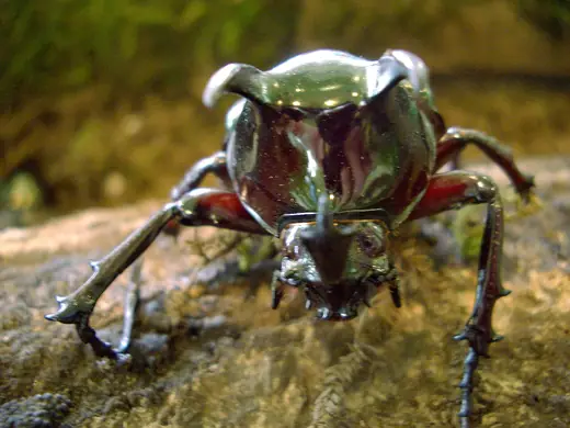 Atlas beetle, photo 3 of 3