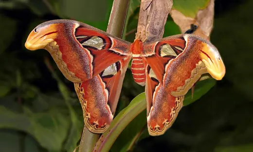 Atlas moth, photo 1 of 3
