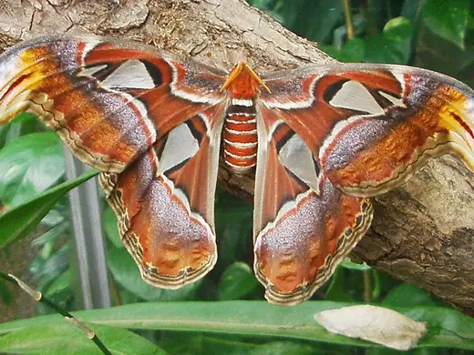 Atlas moth, photo 2 of 3