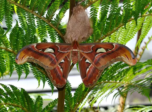 Atlas moth, photo 3 of 3