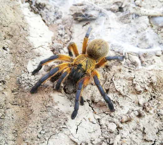 Baboon spider, photo 1