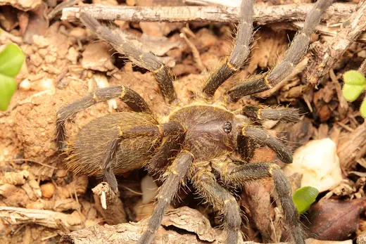 Baboon spider, photo 2