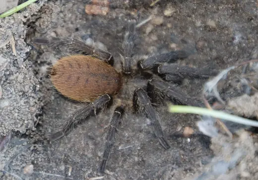 Baboon spider, photo 3