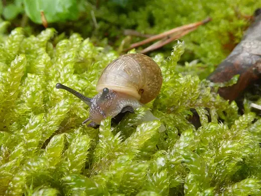 Garden snail hatchling, photo 2 of 3