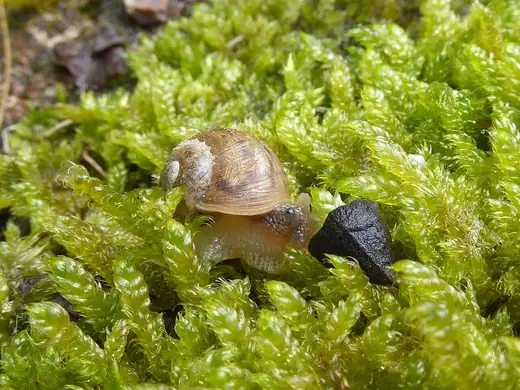 Garden snail hatchling, photo 3 of 3
