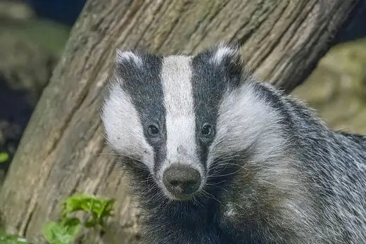 Badger, photo 2 of 3