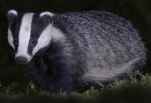 Badger, photo 3 of 3