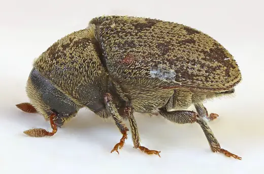 Ash bark beetle, photo 2 of 3