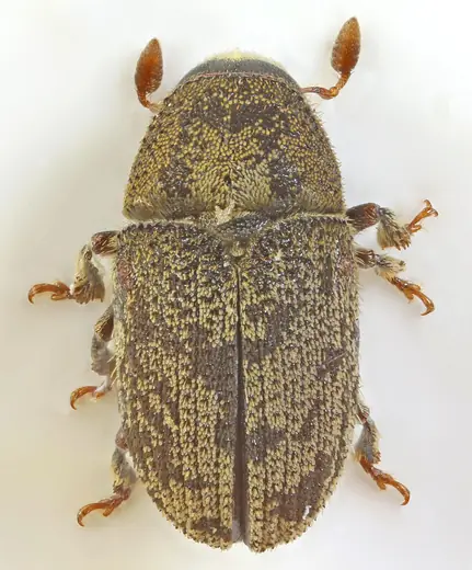Ash bark beetle, photo 3 of 3