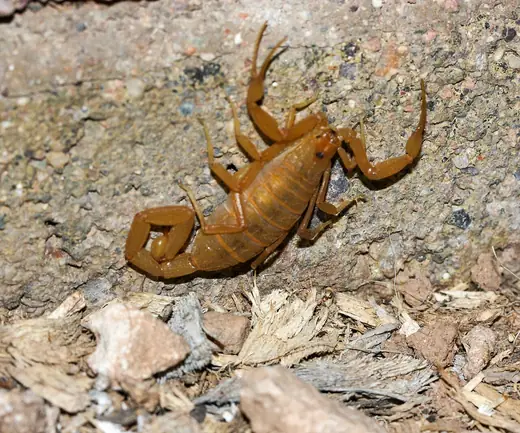 Arizona bark scorpion, photo 1 of 3