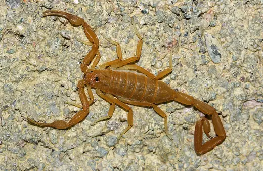 Arizona bark scorpion, photo 2 of 3