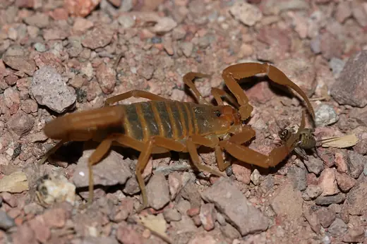 Arizona bark scorpion, photo 3 of 3