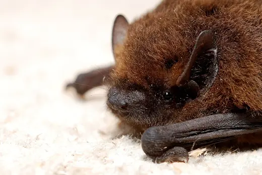 Common pipistrelle, photo 3 of 3