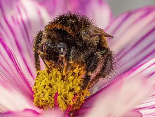 Buff-tailed bumblebee, photo 1