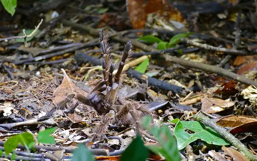 Goliath birdeater, photo 1 of 3