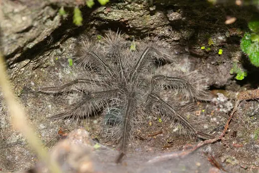 Goliath birdeater, photo 2 of 3