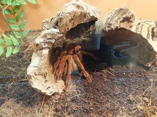 Goliath birdeater, photo 3 of 3