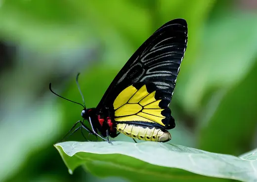 Cairns birdwing, photo 1 of 3