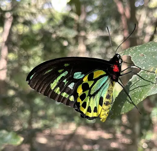 Cairns birdwing, photo 2 of 3