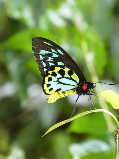 Cairns birdwing, photo 3 of 3