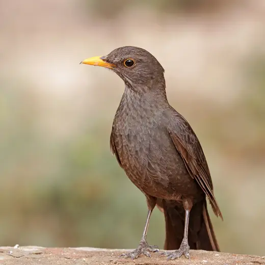 Blackbird, photo 2 of 3