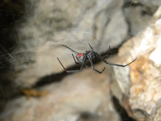 Southern black widow, photo 1 of 3