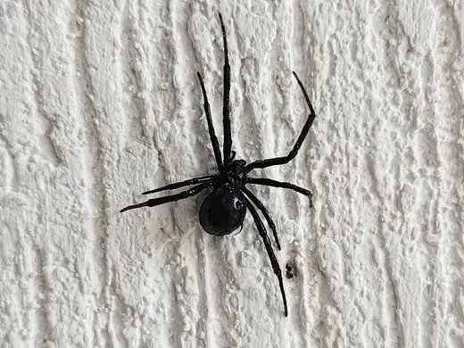 Southern black widow, photo 2 of 3