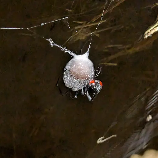 Southern black widow, photo 3 of 3
