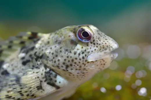 Shanny (common blenny), photo 1 of 3