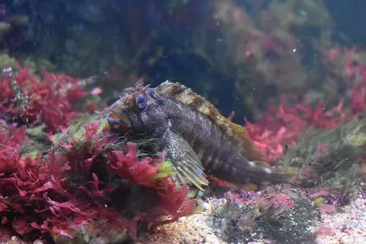 Shanny (common blenny), photo 3 of 3
