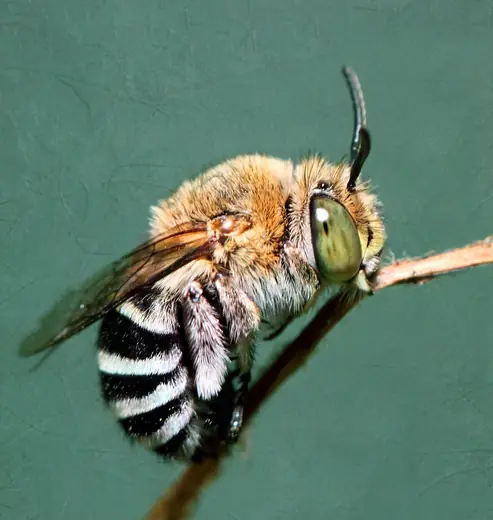 Blue-banded bee, photo 1