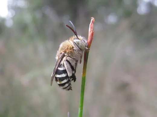 Blue-banded bee, photo 2