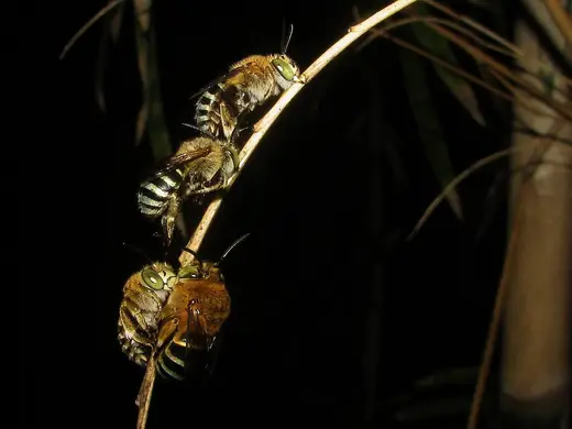 Blue-banded bee, photo 3