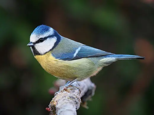 Blue tit, photo 1 of 3