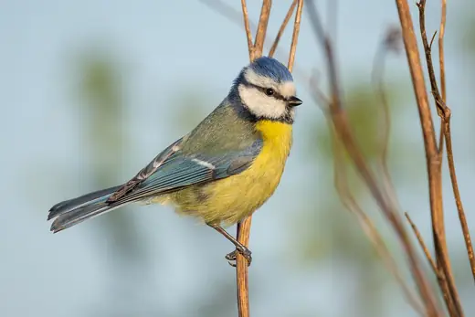 Blue tit, photo 2 of 3