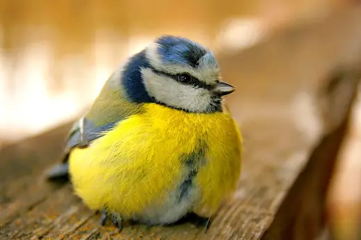 Blue tit, photo 3 of 3