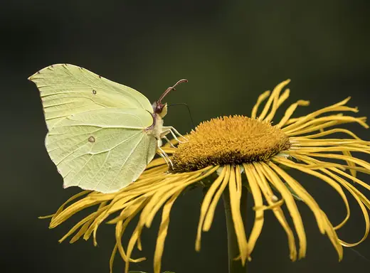 Brimstone, photo 3