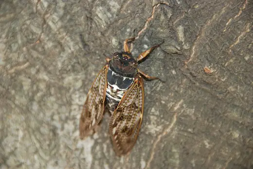 Large brown cicada, photo 1 of 3