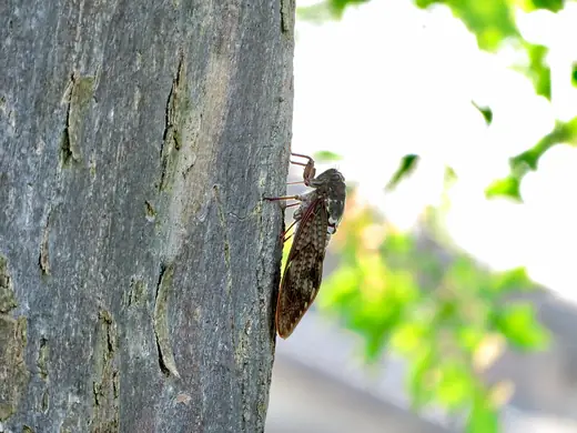 Large brown cicada, photo 2 of 3