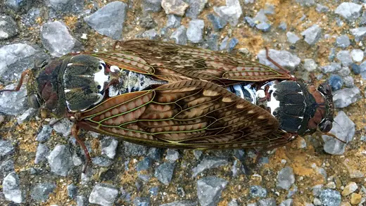 Large brown cicada, photo 3 of 3