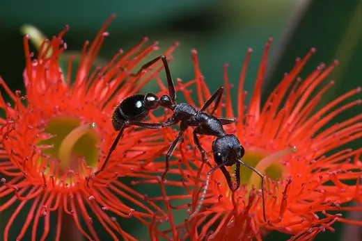 Bull ant, photo 1