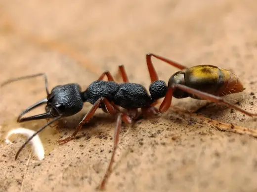 Bull ant, photo 2