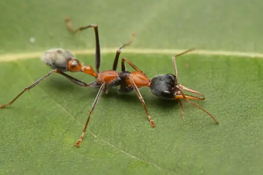 Bull ant, photo 3